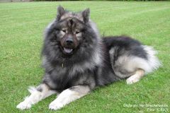 Jahressieger 2010: Okito von der Drachenweide